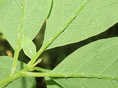 左の拡大。葉脈の主脈上に鱗片状の毛がある。