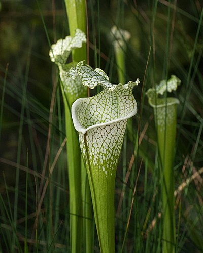 Саррацения белолистная (Sarracenia leucophylla)