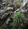 Miniatura para Saxifraga callosa