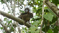 Sciurus ingrami (Thomas, 1901).jpg