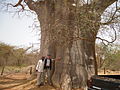 Senegal: gigantesco baobab nella riserva di Bandia.