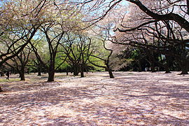 Cherry blossom in Shinjuku Gyo-en