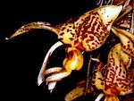 Stanhopea Shuttleworthii Orchi 01.jpg