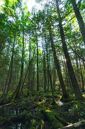 Image illustrative de l’article Forêt nationale de Chequamegon-Nicolet