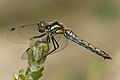 Bild 1 Sympetrum danae