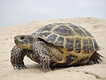 A Russian tortoise in Kazakhstan