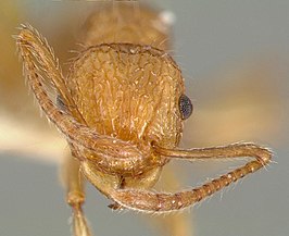 Tetramorium aspersum