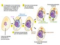 Vignette pour Théorie endosymbiotique