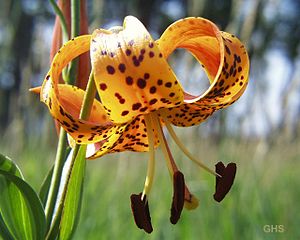 참나리(Lilium lancifolium)