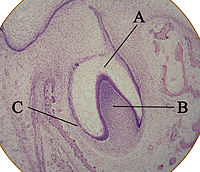 Trượt mô học cho thấy một chồi răng. A: cơ quan men B: nhú răng C: nang răng