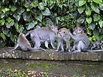 Sekumpulan monyet ketika sedang berkumpul di Hutan Monyet Ubud