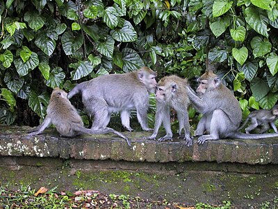 Sekumpulan monyet ketika sedang berkumpul ring Alas Bojog Ubud