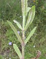 Lodyha Wahlenbergia stricta