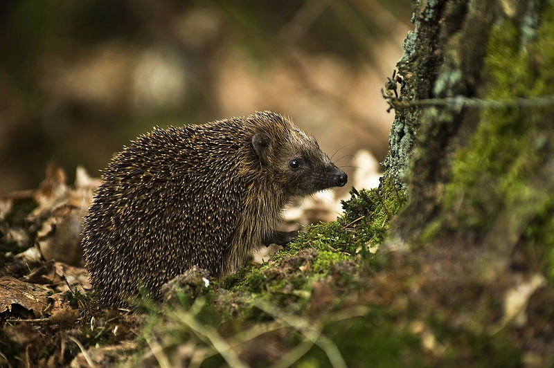 File:West European Hedgehog (Erinaceus europaeus)1.jpg