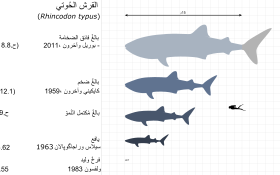حجمُ أفرادٍ مختلفةٍ من القرش الحوتي مقارنةٍ بالإنسان