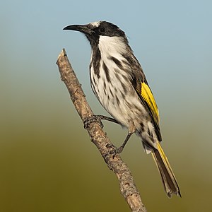 White-cheeked honeyeater, by JJ Harrison