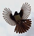 A Willy Wagtail in flight.