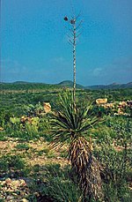 Miniatura para Yucca constricta