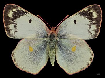 Colias alfacariensis ♀