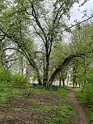 Le nœud d'arbres, classé[1],