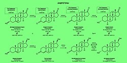 Стероидогенез андрогенов.jpg