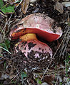 Rubroboletus eastwoodiae