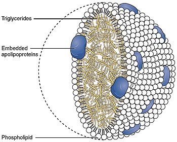 2512 Chylomicrons Contain Triglycerides Cholesterol Molecules and Other Lipids.jpg