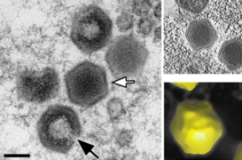 Kapsid-Morphogenese von Singapore Grouper Iridovirus (SGIV) in einer viral assembly site (VAS)