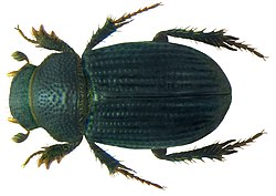 Aegialia sabuleti