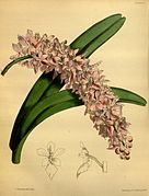 Aerides rosea Paxton's Flower Garden 1853.