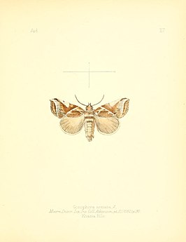 Habrosyne armata