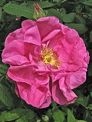 Apothekersroos (Rosa gallica 'Officinalis')