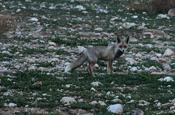 Arabian Red Fox picture taken in Al Sukhnah, J...