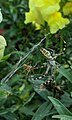 Mâle faisant la cour à une femelle argiope frelon.