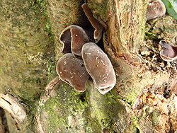 Auricularia polytricha.