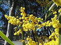 Australian Golden Wattle