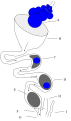 1: Seen here is a diagram of a female chicken reproduction system. A. Mature ovum, B. Infundibulum, C. Magnum, D. Isthmus, E. Uterus, F. Vagina, G. Cloaca, H. Large intestine, I. rudiment of right oviduct