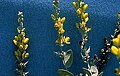 Baptisia arachnifera