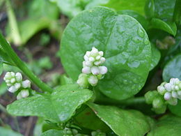 Baltoji bazelija (Basella alba)