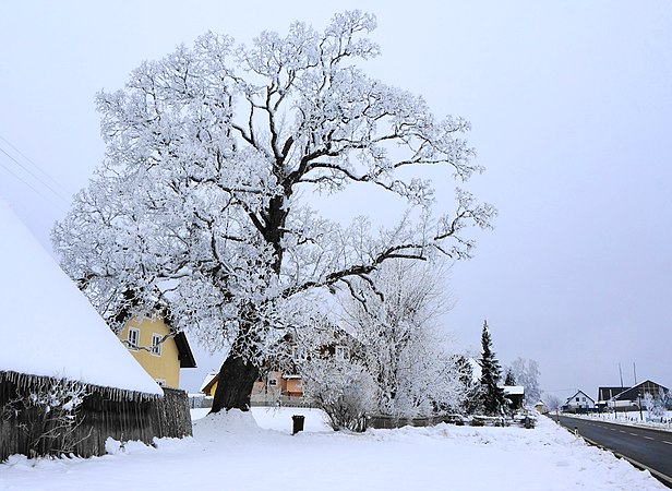 Natur: Berg-Ahorn in Unterpreitenegg von Benutzer:Naturpuur