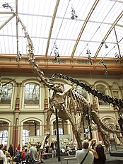 Berlin Naturkundemuseum Brachiosaurus (2007)