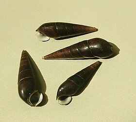 Conchas de quatro espécimes de F. ater (Linnaeus, 1758).