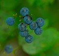 Ripe berries of infructescence, viewed from above