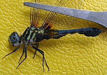 Blue dasher, Pachydiplax longipennis, with water mites massed on the underside of its body Blue Dasher (Pachydiplax longipennis) with water mites (cropped).jpg