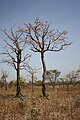 Bombax costatum near Folonzo