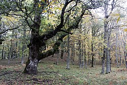 Il bosco di Malabotta