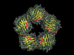 A picture of CRP from 1B09.pdb made using pymol