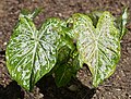 культурні гібриди Caladium