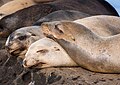 Image 89California sea lion nap time at La Jolla Cove
