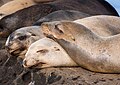 Image 43California sea lion nap time at La Jolla Cove